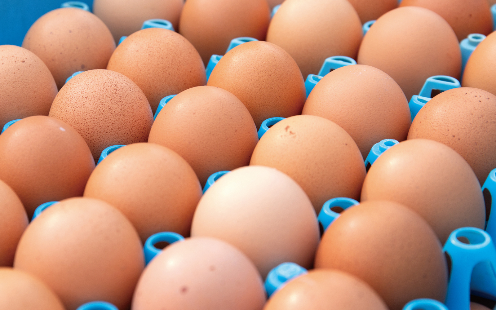 お菓子の要となる卵