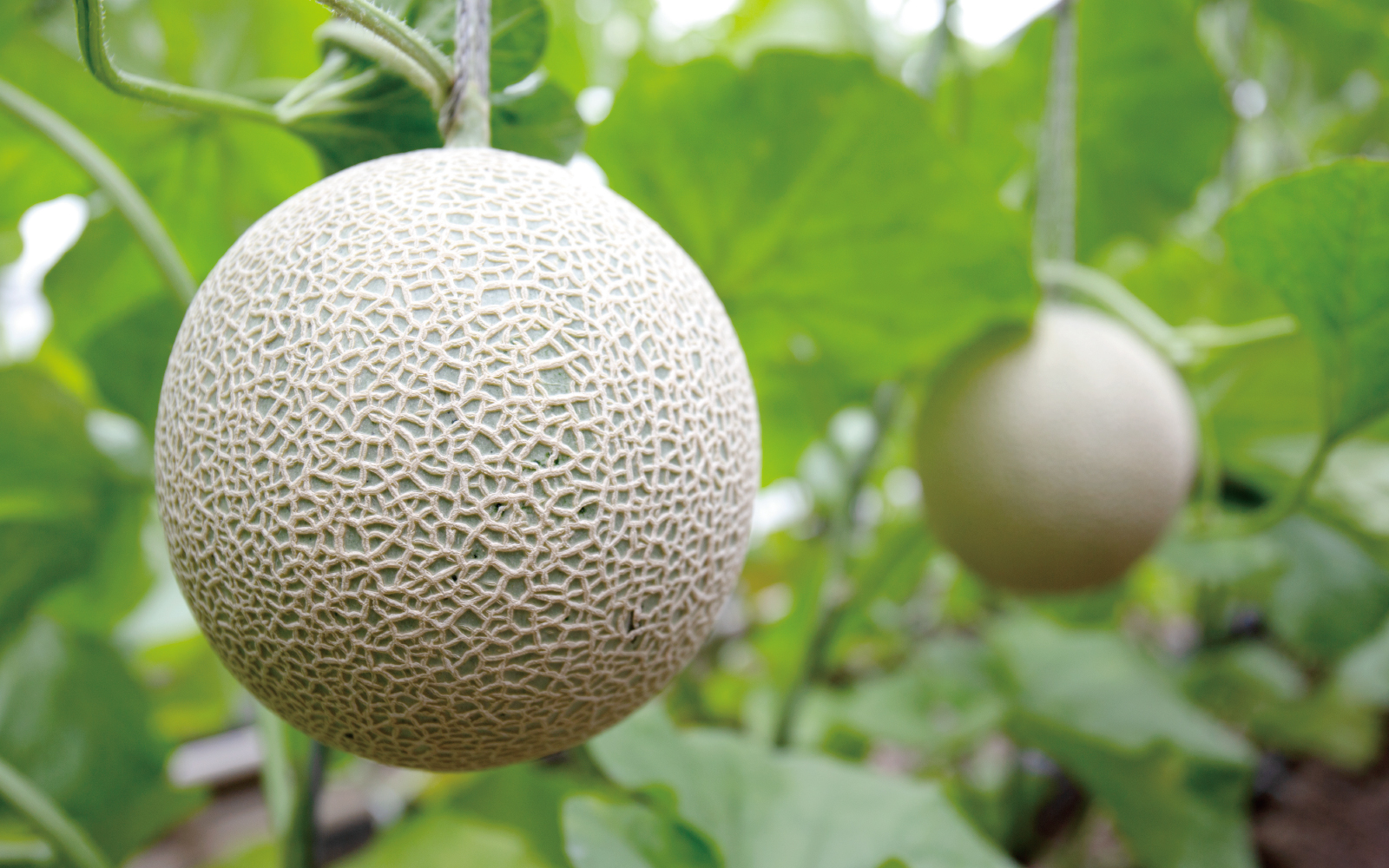 足守の甘いメロン