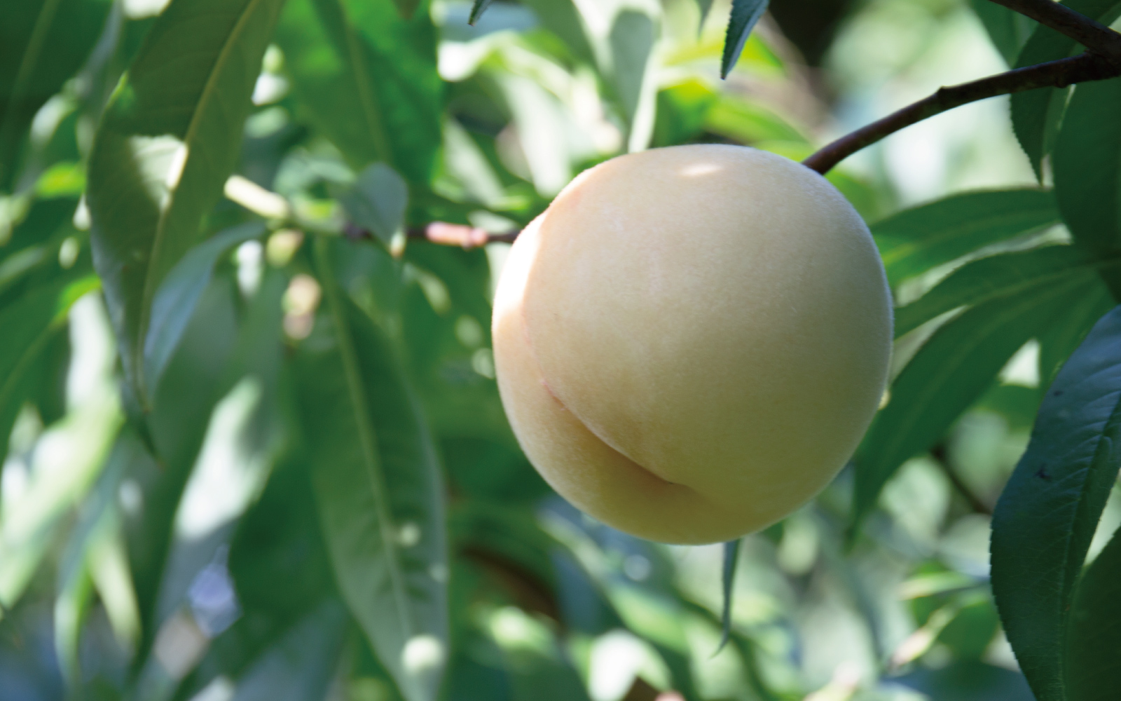 いまを楽しむ桃