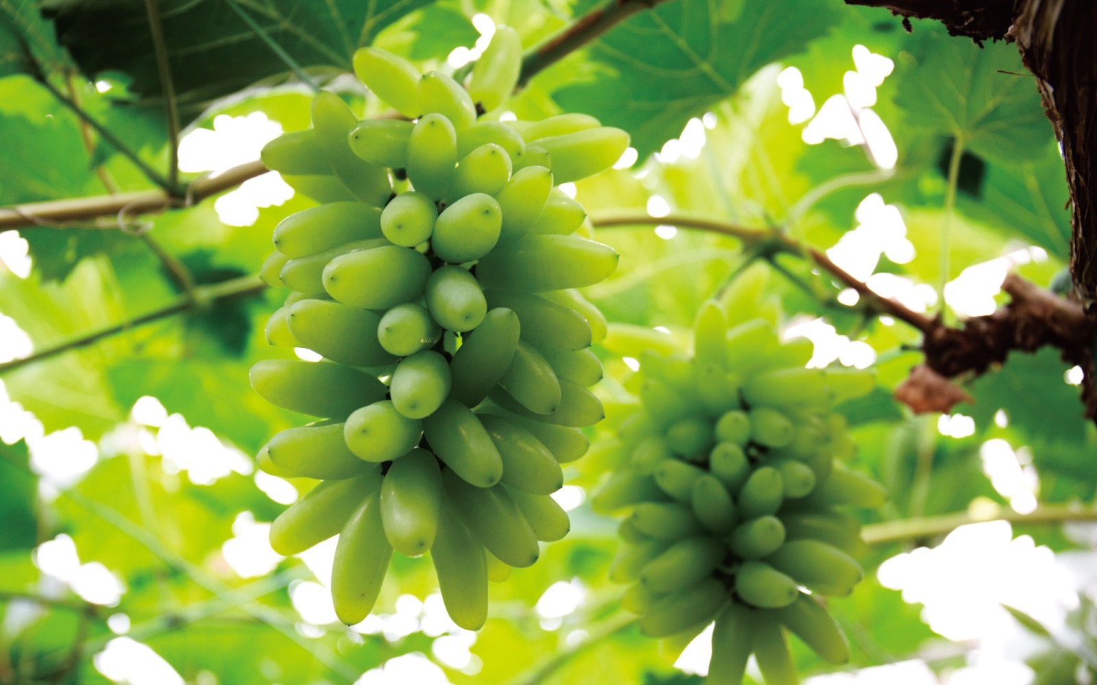 妥協ないぶどうの近藤さん