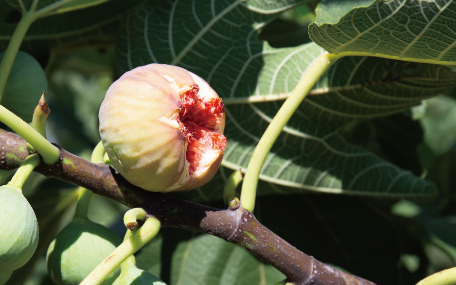 真心を込めたいちじくの木村さん