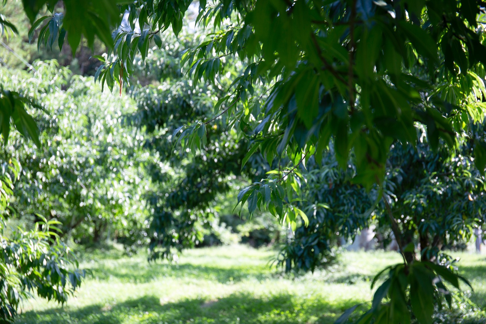 自然の力を活かした桃の農家さん