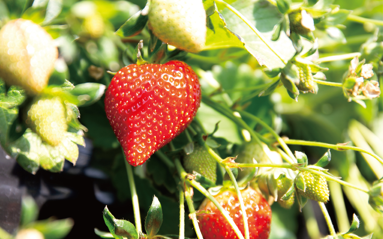 快適暮らしのいちご