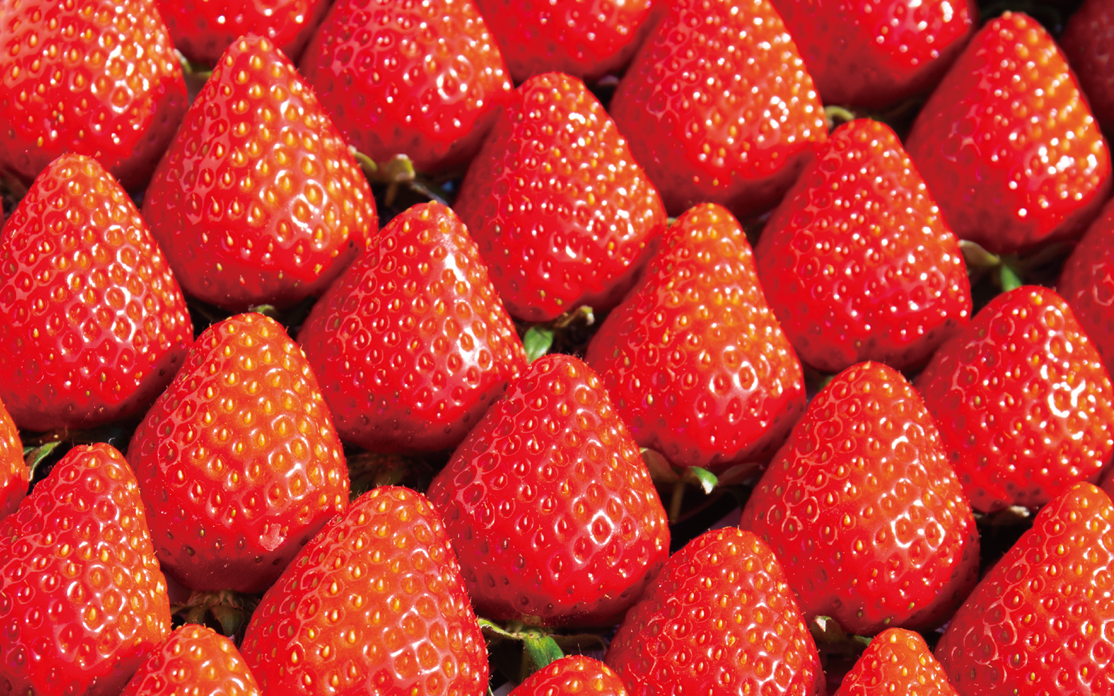 農園ブランドのいちご